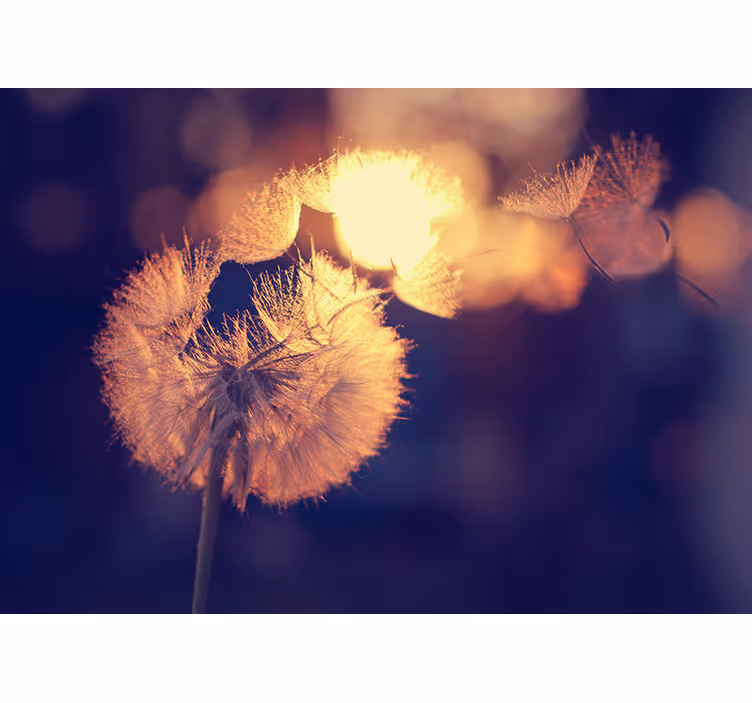 Blind kitchen dandelion pattern - TenStickers