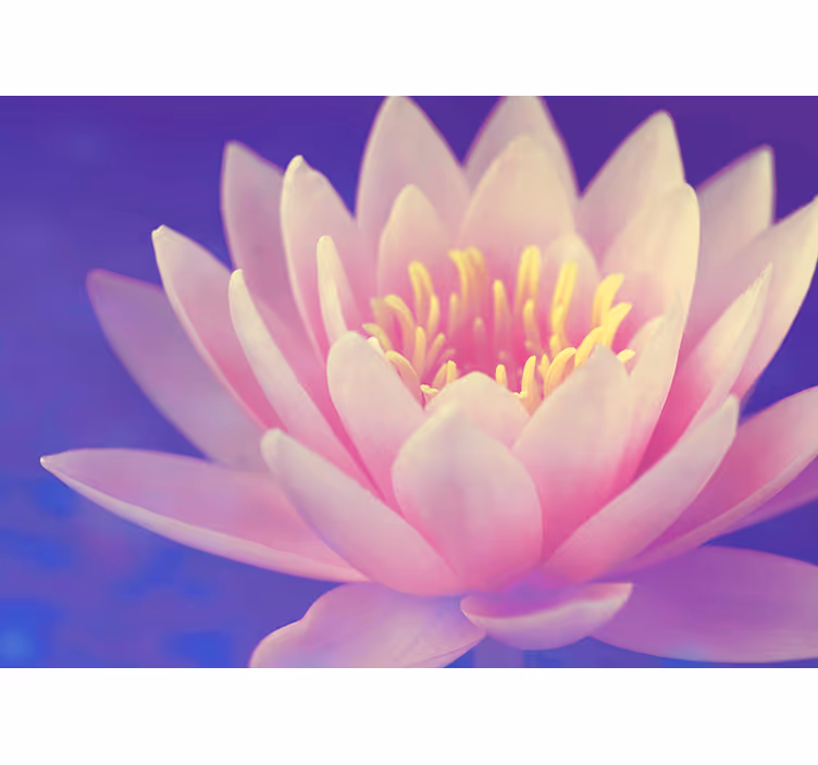 Blind kitchen pink lotus flower - TenStickers
