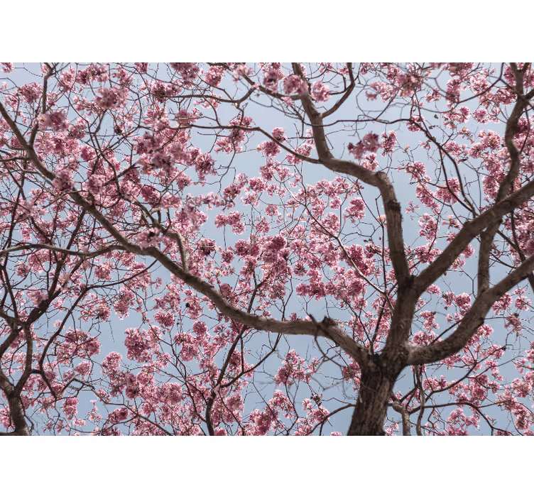 Blind kitchen cherry blossom tree decor - TenStickers