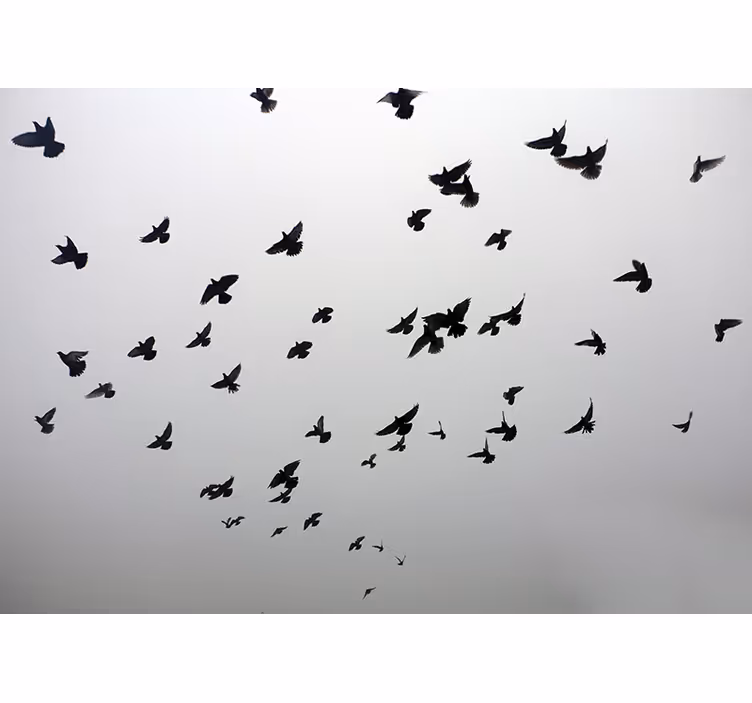 White window blind with aesthetic bird design - TenStickers