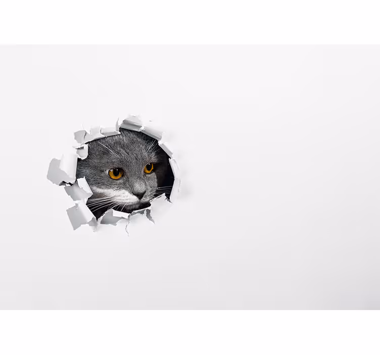 White window blind cute cat - TenStickers