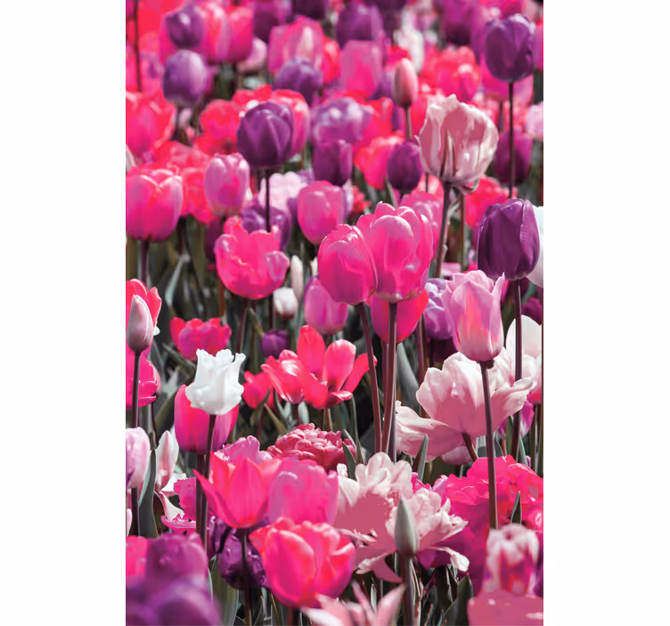 Different pink tulips Flower blind - TenStickers