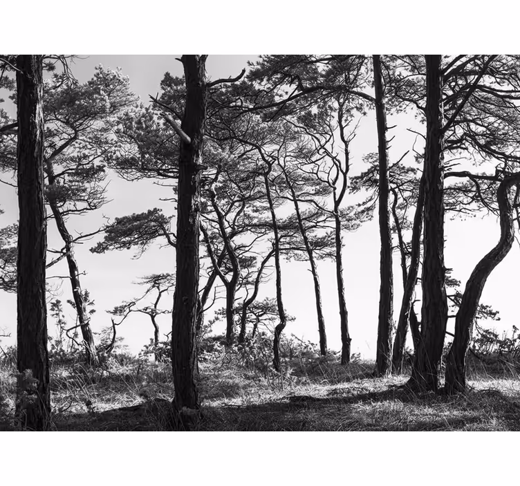 Ink pine forest forest wall mural - TenStickers