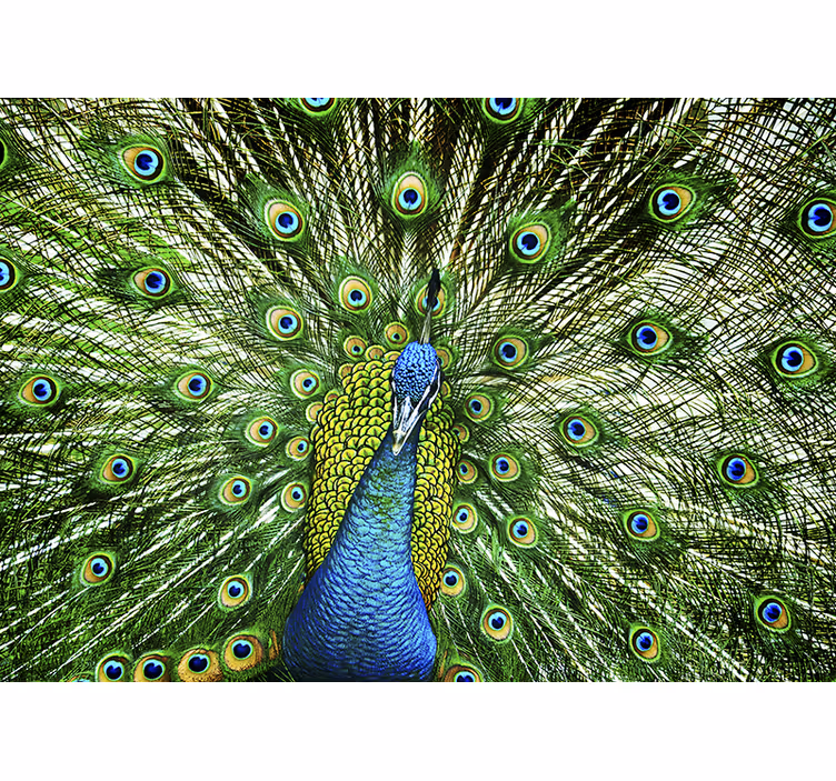 Colourfull Peacock wall mural - TenStickers