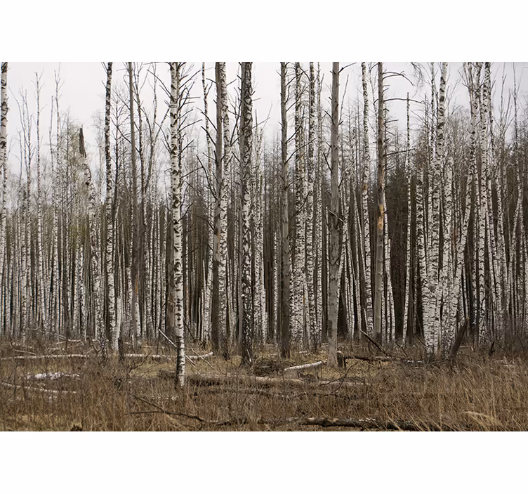 Forest wall mural birch grove wilderness escape - TenStickers