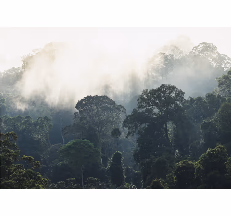 jungle background nature wall mural - TenStickers