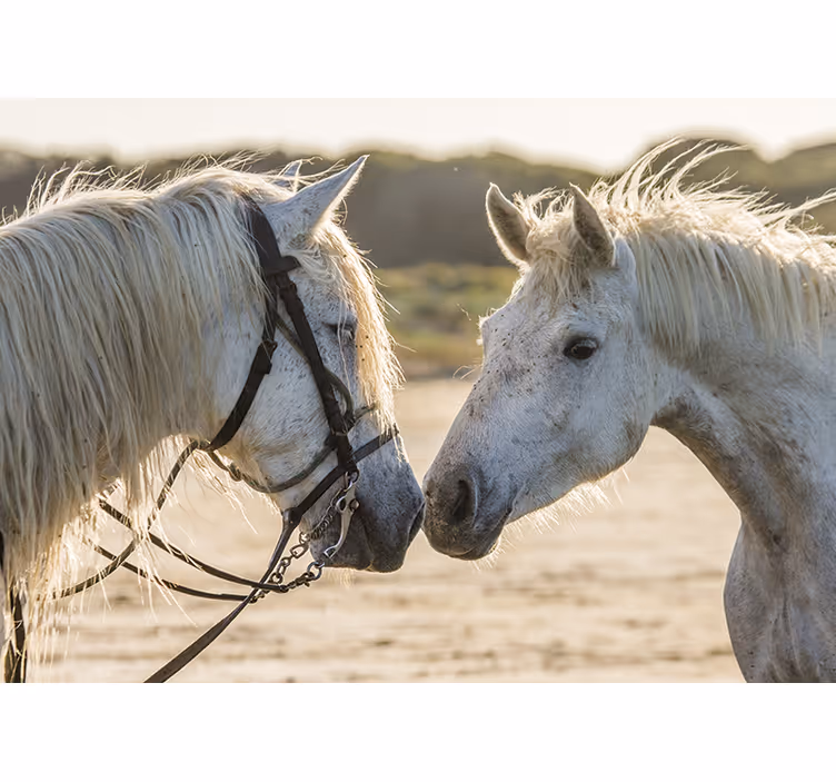 Two white horses wall mural - TenStickers