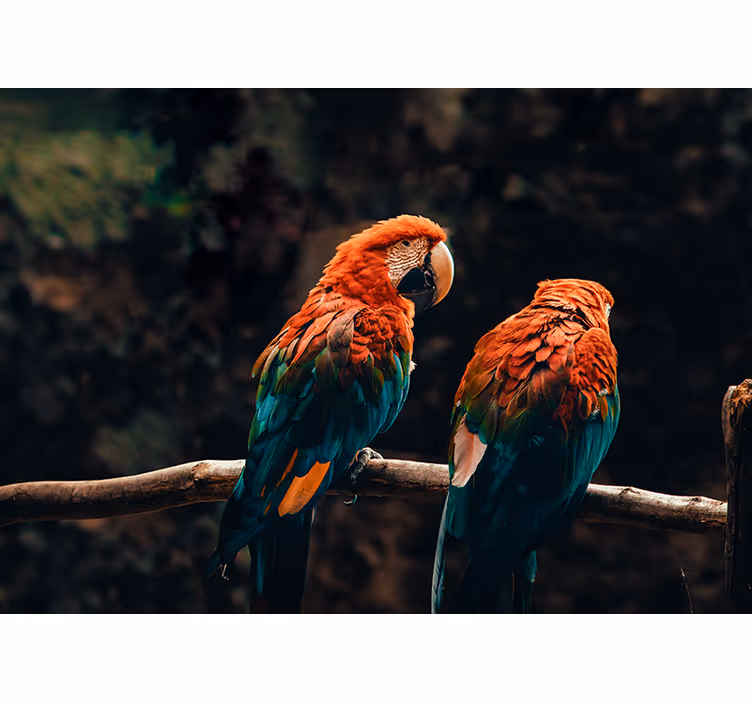 Colorful parrots wall mural - TenStickers