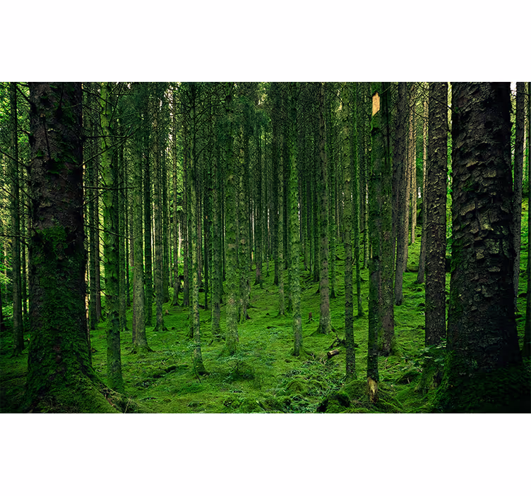 Polish magical Forest Wall Mural - TenStickers
