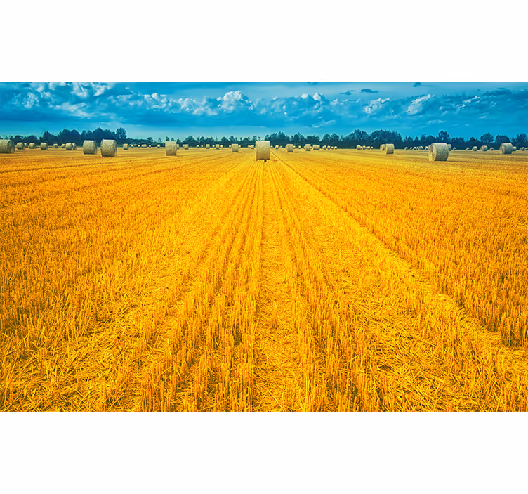 Polish countryside yellow nature wall mural - TenStickers