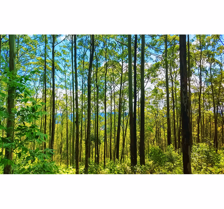 Polish forest birches nature wall mural - TenStickers
