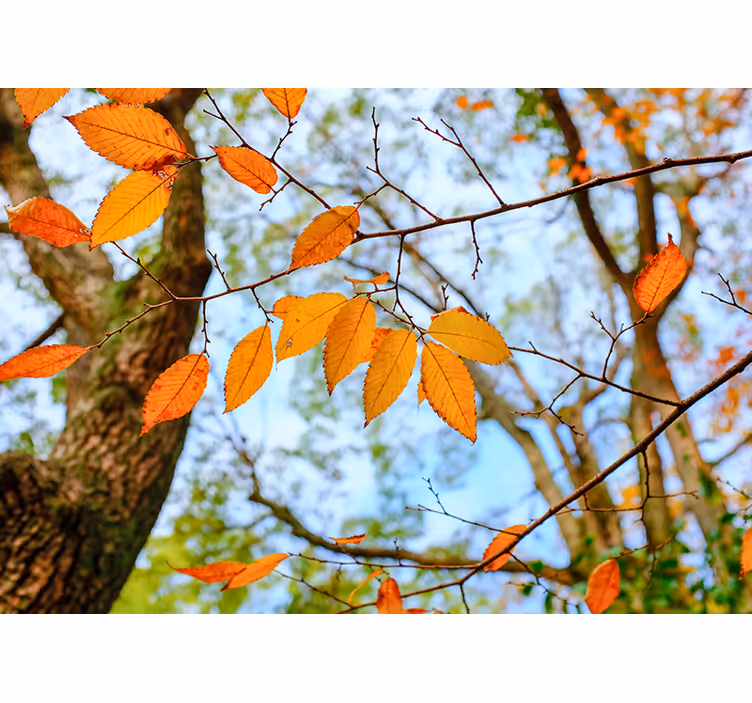 Autumn leaves tree wall mural - TenStickers