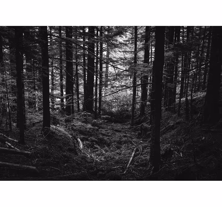Forest wall mural dark forest scene - TenStickers