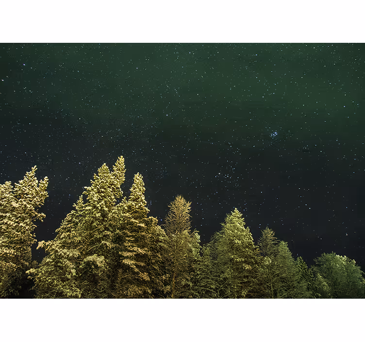 Corridor of light green trees Forest Wall Mural - TenStickers