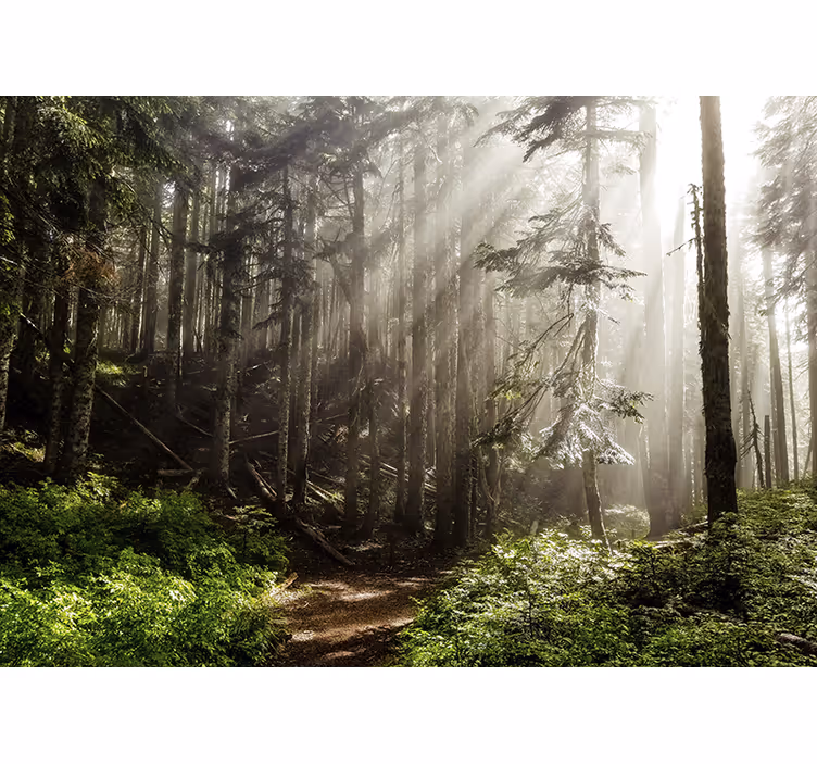 Deep green trees Forest Wall Mural - TenStickers