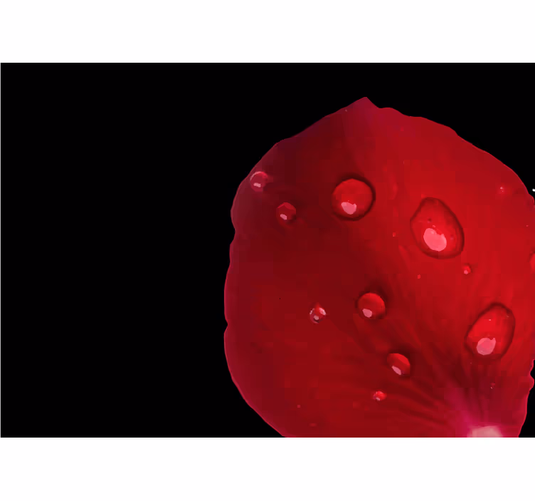 Red rose pattern with water drops wall mural - TenStickers