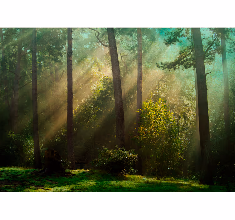 Enchanting forest scene forest wall mural - TenStickers