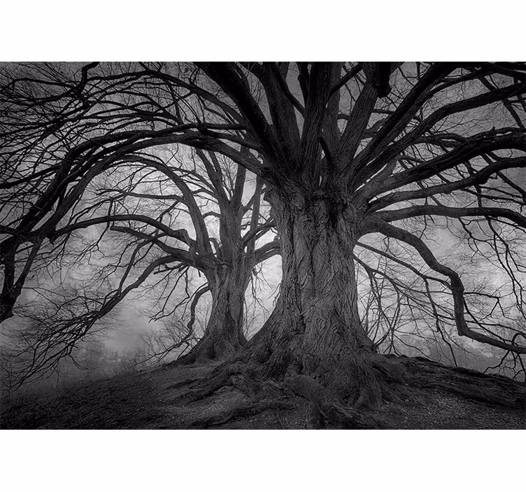 Forest wall mural majestic leafless trees - TenStickers