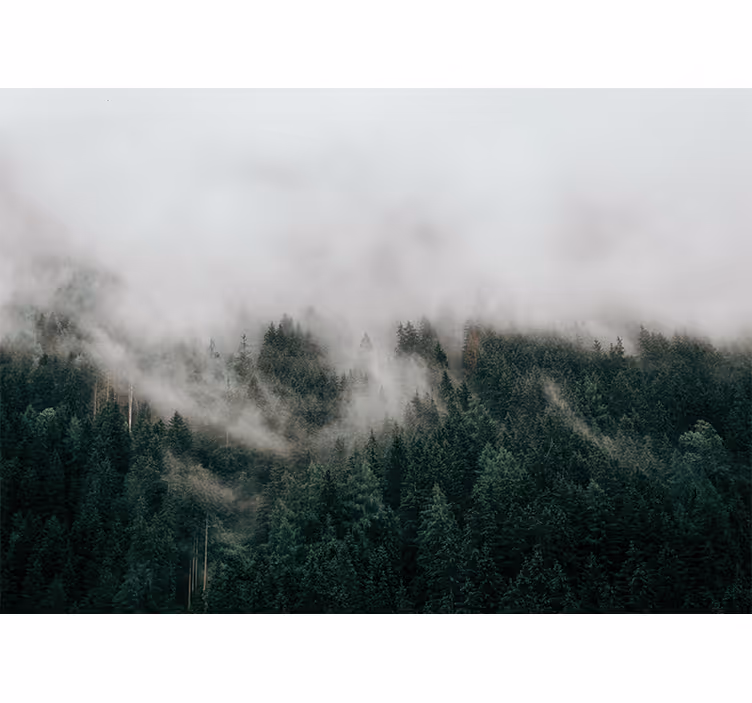 Forest Misty Clouds tree mural - TenStickers