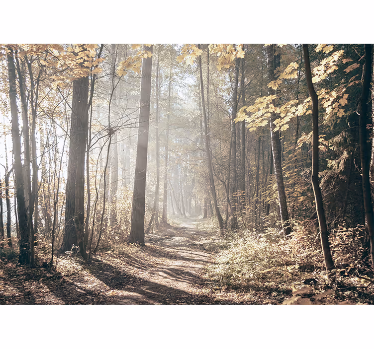 Forest wall mural serene autumn path - TenStickers