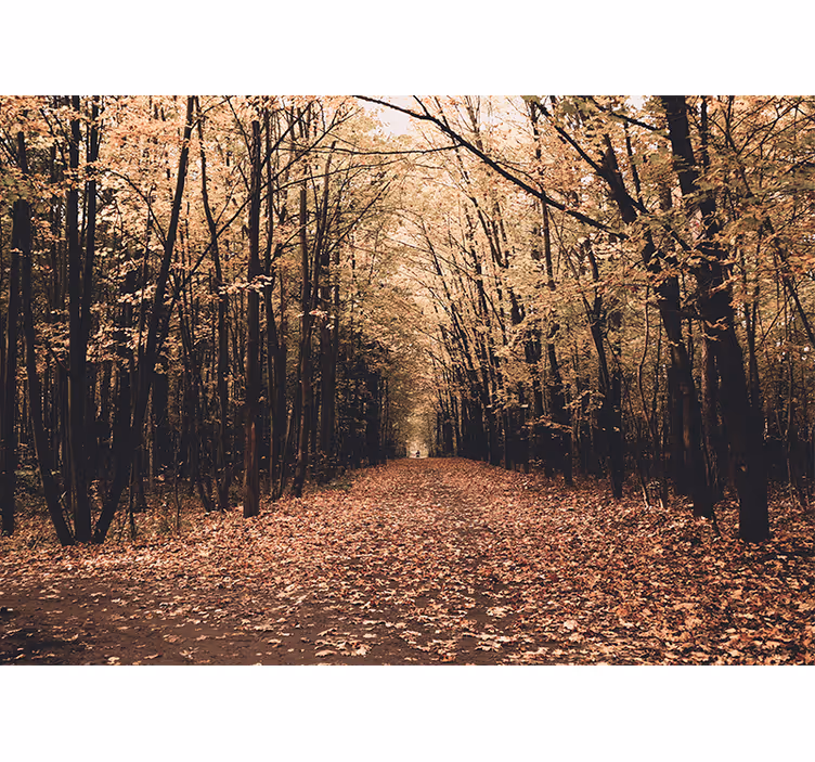 Forest wall mural autumn pathway scene - TenStickers
