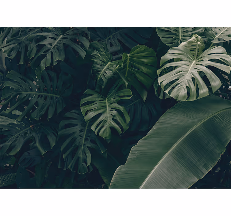 Beautiful green jungle Forest Wall Mural - TenStickers