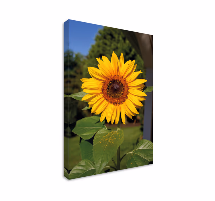 Sun flower on green background flower canvas - TenStickers