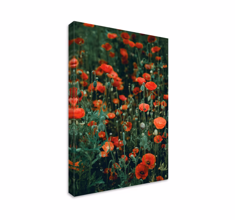 Poppy and small white flowers flower canvas - TenStickers