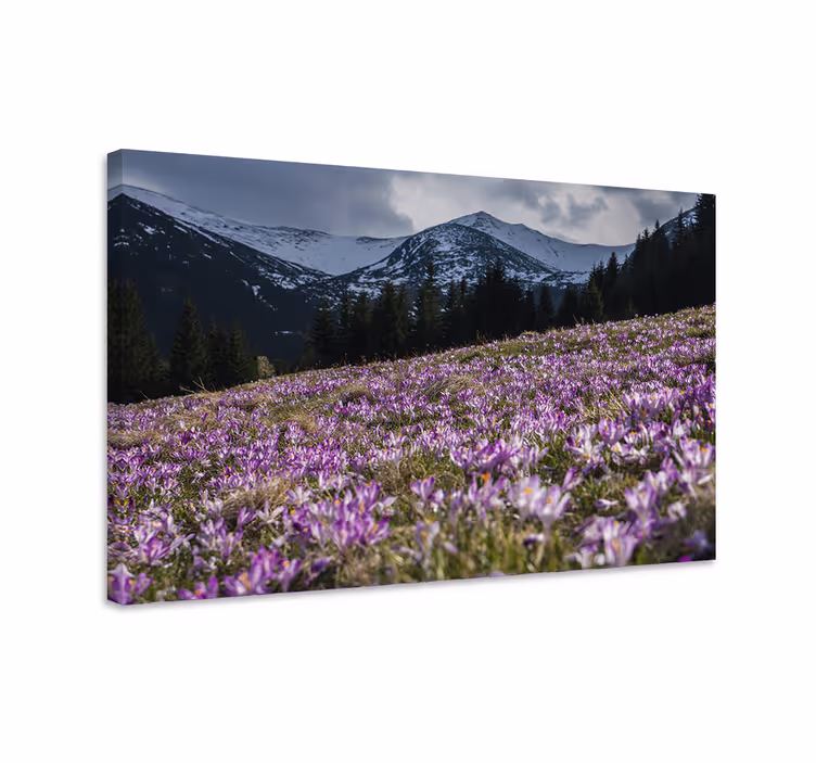 Beautiful meadow of crocus flower flower canvas - TenStickers