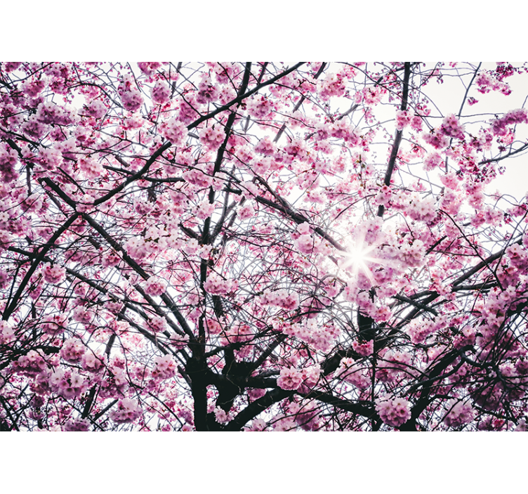 Blind pink cherry blossom - TenStickers