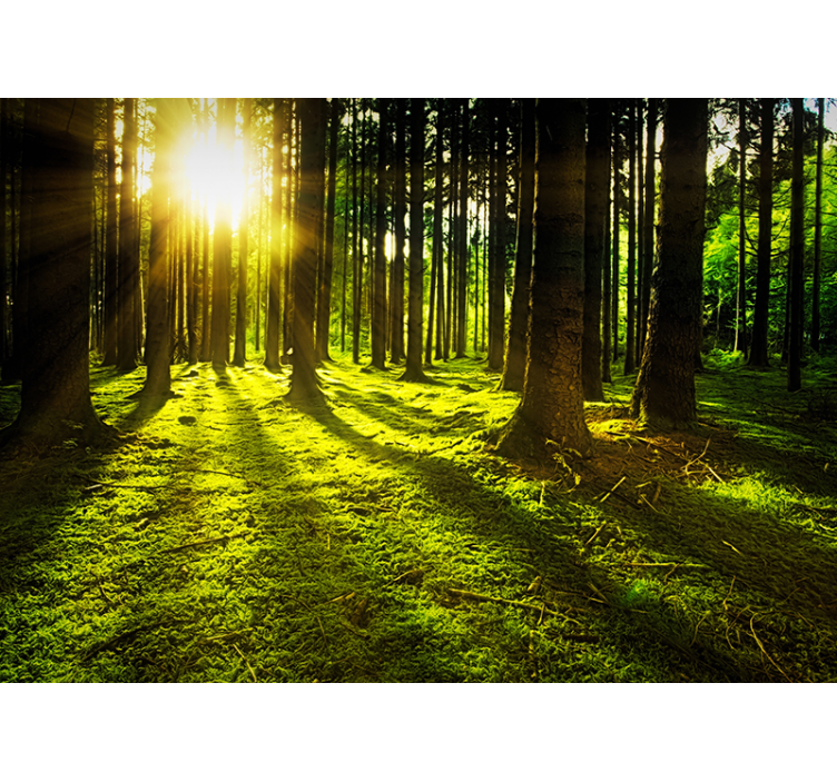 Blind green sunlit forest - TenStickers