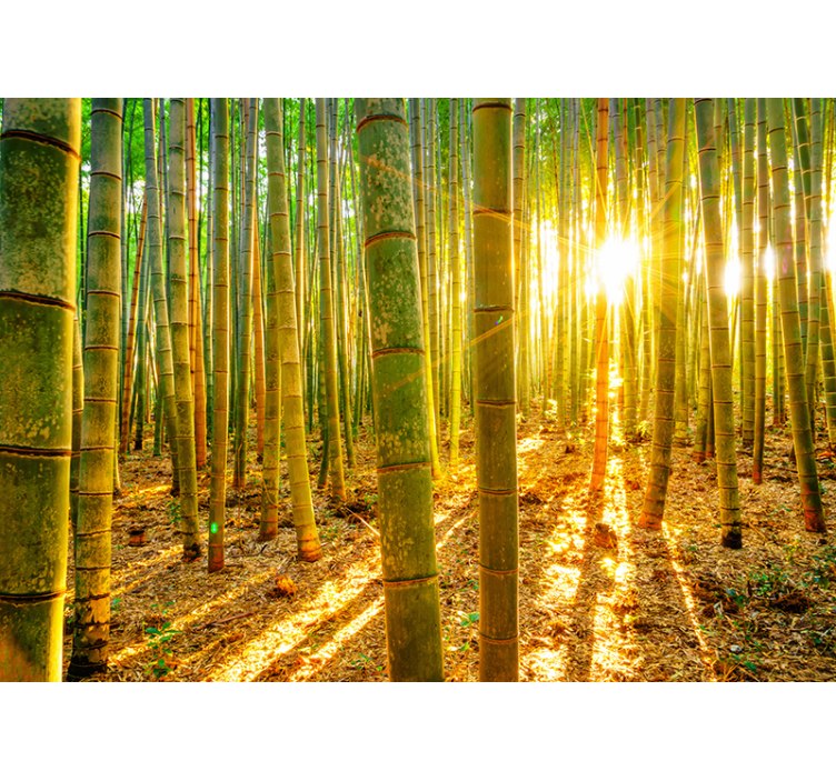 Blind green sun and bamboo - TenStickers