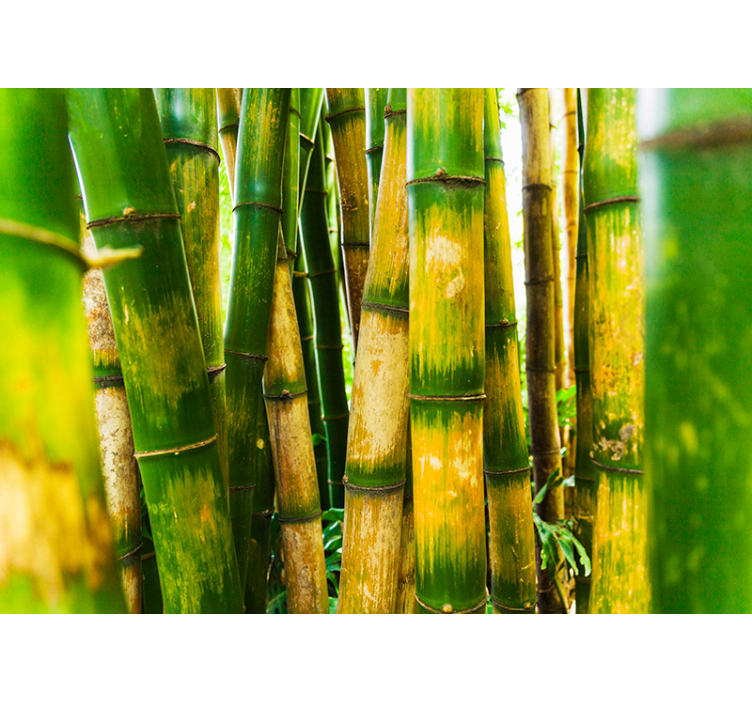 Blind green bamboo forest scene - TenStickers