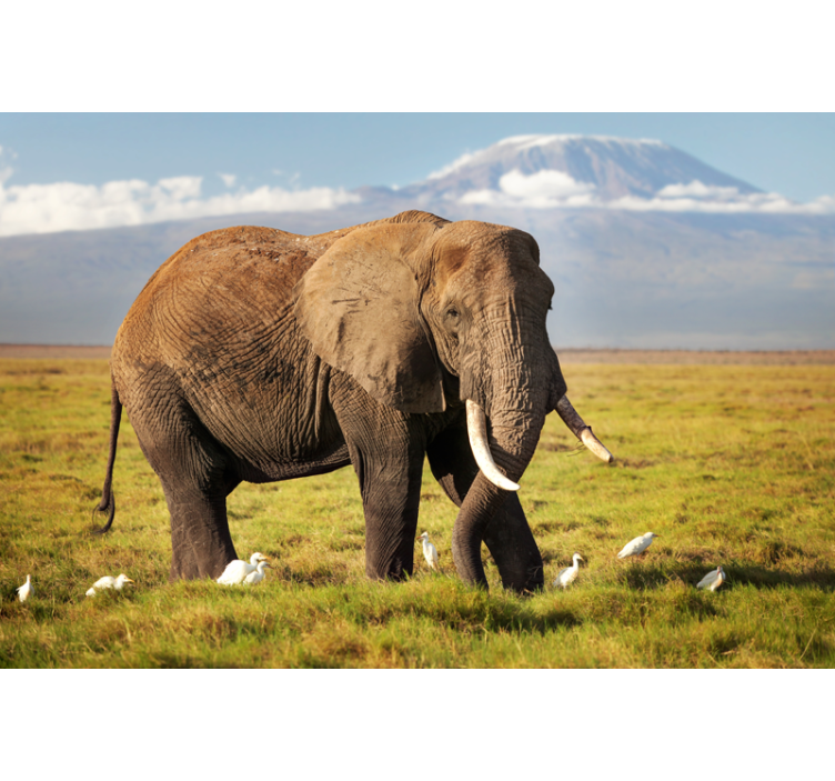 Living room blind kilimanjaro elephant design - TenStickers