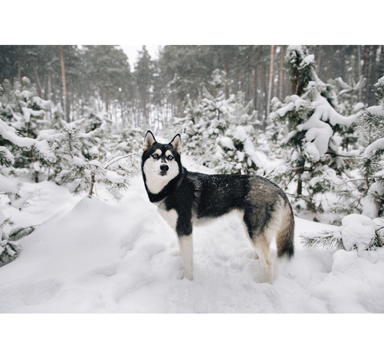 White window blind winter forest and husky dog - TenStickers