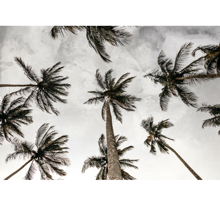 Blind grey low angle palm tree photography - TenStickers