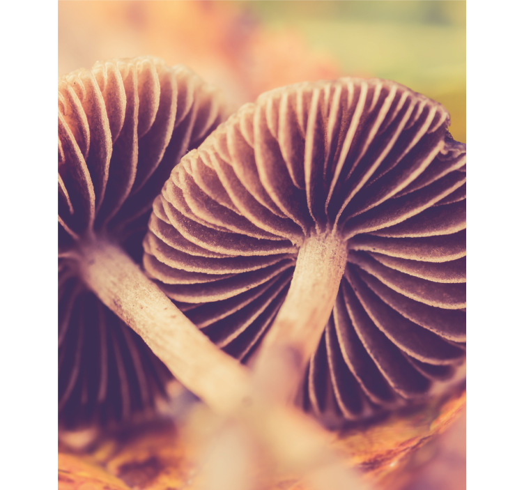 Mushroom gills blind flowers and plants - TenStickers