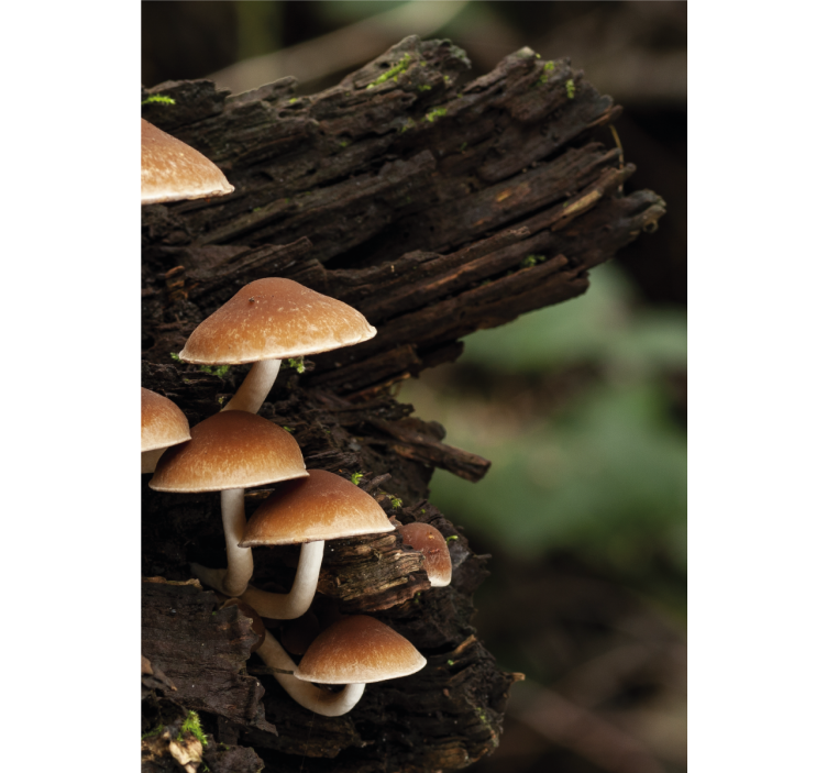 Mushrooms on Wood blind flowers and plants - TenStickers