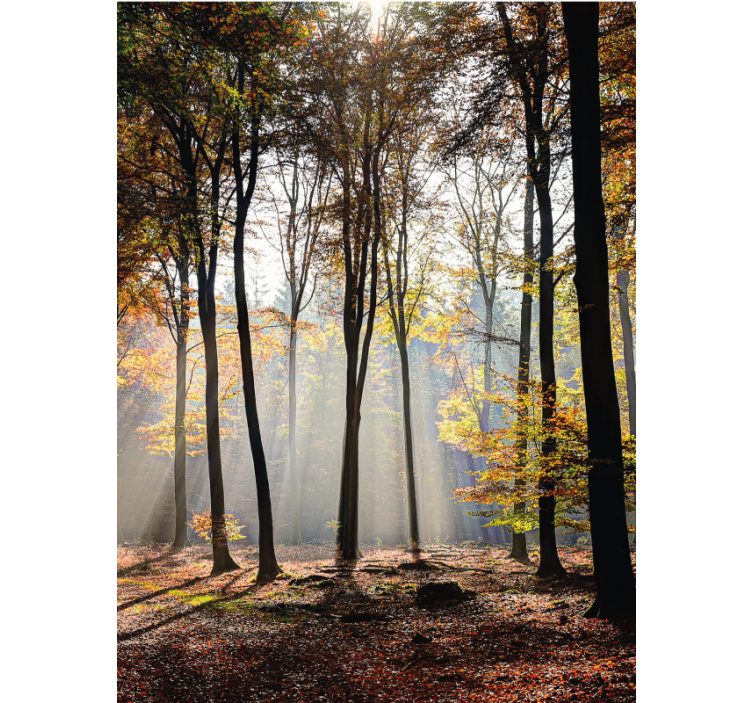 Sunlit forest scene tree blind - TenStickers