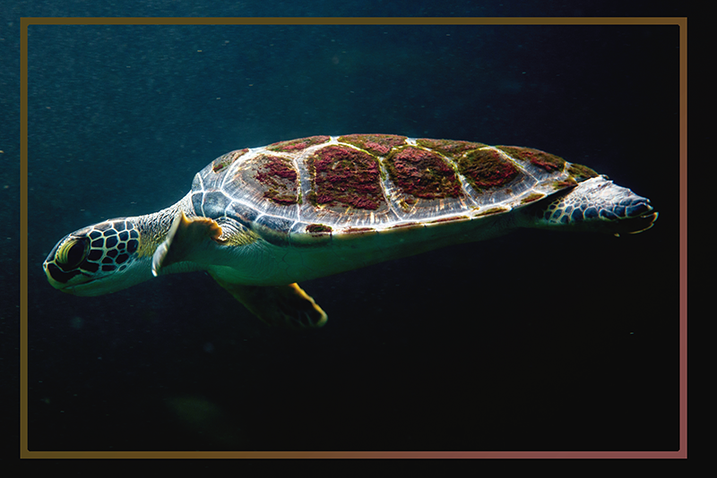 Original placemats turtle aquatic landscape - TenStickers