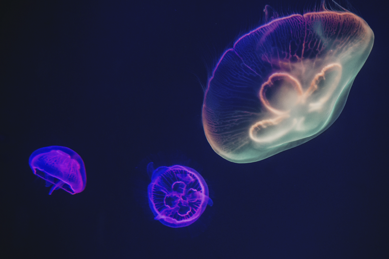 Personalisable placemats with colorful jellyfish design - TenStickers