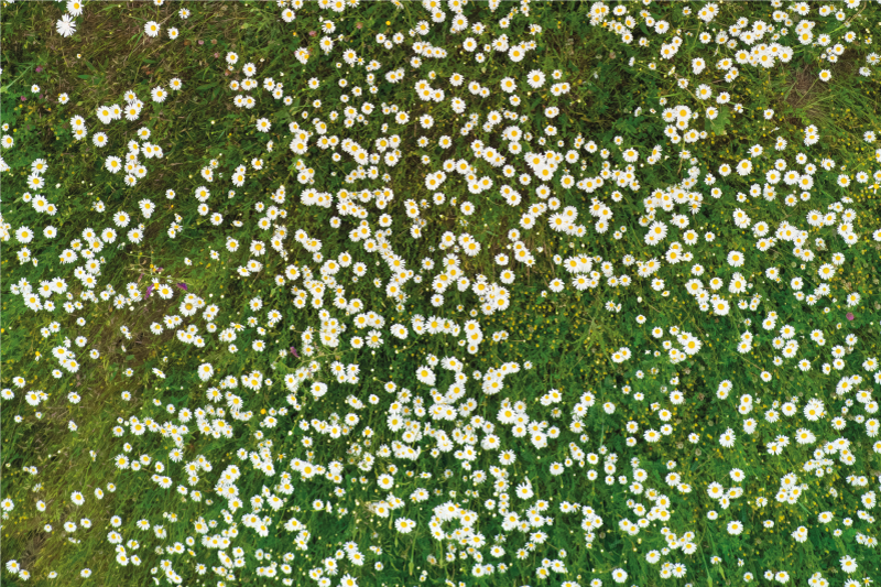 Textured placemats with fresh flower design - TenStickers