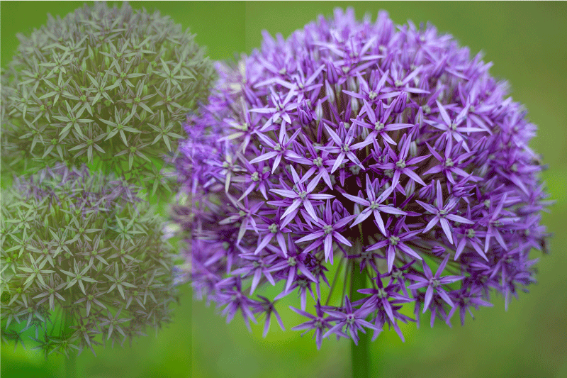 Textured placemats vibrant purple flowers - TenStickers