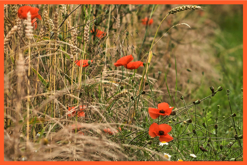 Children placemats funny food arrangements - TenStickers
