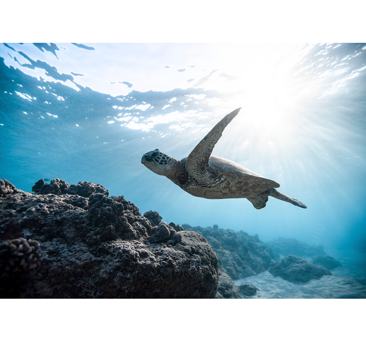Underwater turtle swimming sea wall mural - TenStickers