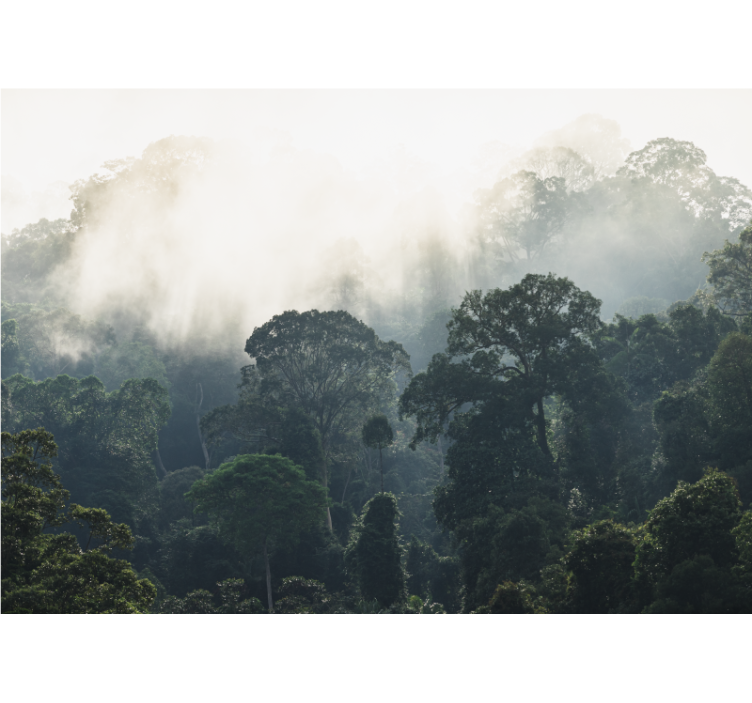 jungle background nature wall mural - TenStickers