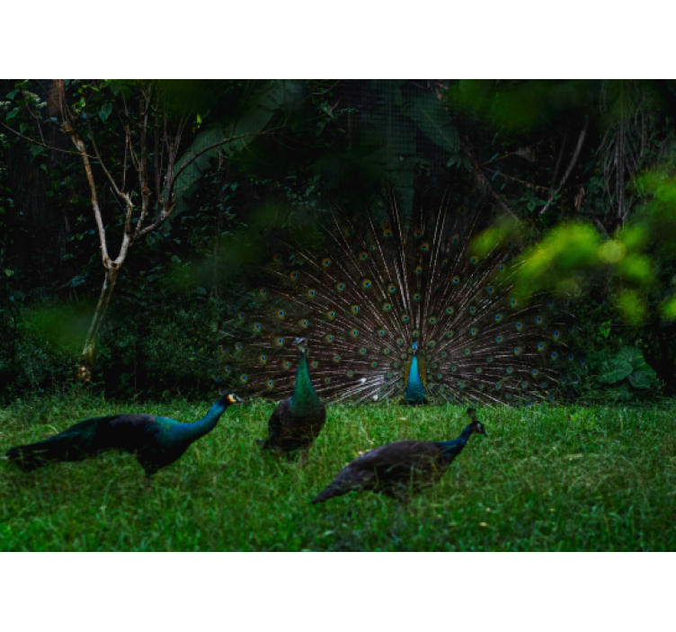 Animal peacocks in spring nature wall mural - TenStickers