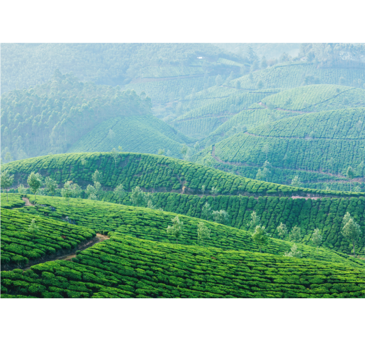 Indian tea field nature wall mural - TenStickers