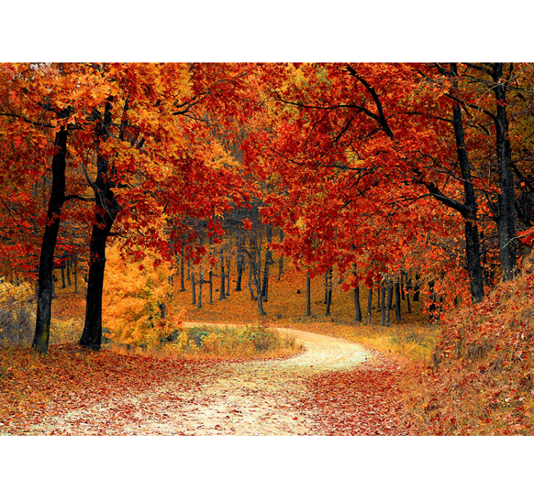 Tunnel of trees nature wall mural - TenStickers