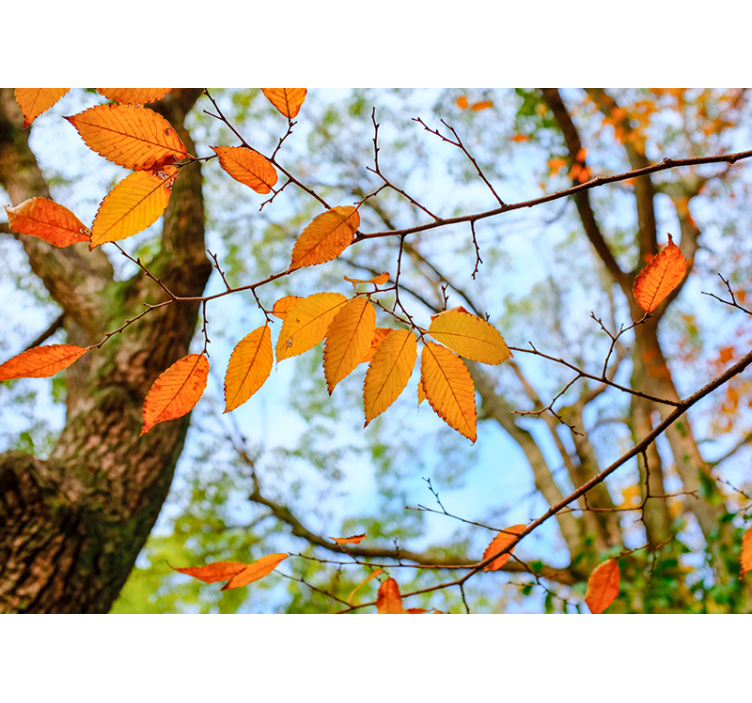 Autumn leaves tree wall mural - TenStickers